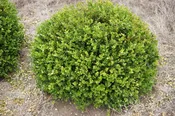 Boxwood, Wintergem 3 gal