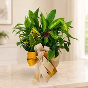 Dish Garden (Large ) — Corner Creations by Dana