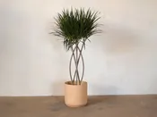 Dracaena Marginata v. Weave — Mother Co., Plants