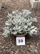 10″ Bowl Pachyphytum Moonstone