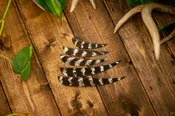 Parabolic Cut Wild Turkey Secondary Feathers