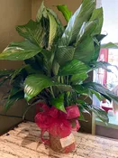 Plant- 8inch