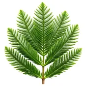 Araucaria Foliage
