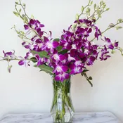 Orchids in a Vase