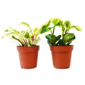 2 Peperomia Variety Pack in 4 Inch Pots