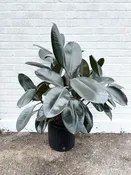 Ficus Elastica “Burgundy” 11” Pot — YELO APLE
