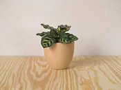 Calathea Makoyana — Mother Co., Plants