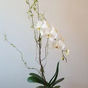 Potted Orchid Plant