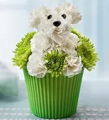 Pup-cake in Bloom™