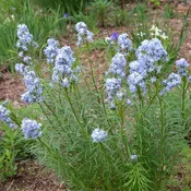 Amsonia hubrictii