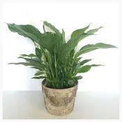 Peace Lily
