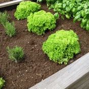 Raised Bed Mix