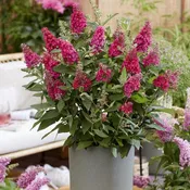 Butterfly Bush, Butterfly Candy® Li'l Raspberry Butterfly Bush