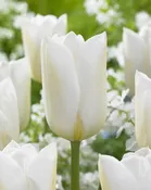 Wedding Dress Double White Peony Tulip Bulbs (25 Pack) | Premium Dutch Flower Bulbs — Burnside Farms