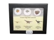 Dinosaur Egg Collection - Set of 3 Different Dinosaurs  #26