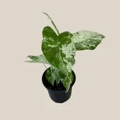 Alocasia Blizzard (Alocasia Odora 'Batik Blizzard') - 4 Inch Indoor Houseplant
