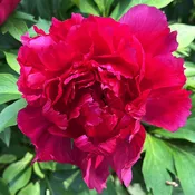 Candy Apple™ Itoh Peony