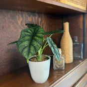 Alocasia Baginda 'Dragon Scale' Elephant Ear