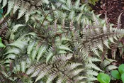 Athyrium 'Pictum' 1 gallon