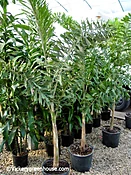 Foxtail Palm