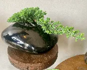 Bonsai Planter — Viroqua Floral