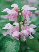 Lamium, Pink Pewter Plug Flat