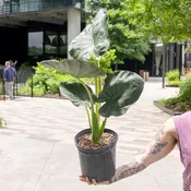 Alocasia 'Regal Shield'