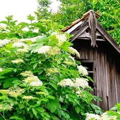 American Elderberry Sambucus canadensis