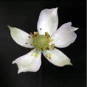 Anemone virginiana<br>Thimbleweed
