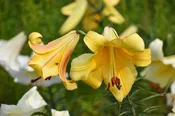 Flugelhorn Select Collection — The Lily Garden
