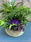 House plants planted together in a container — White Pine and Petals  Flowers, Weddings, Plants and Gifts Roscommon Higgins Lake