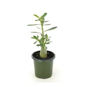 Adenium Desert Rose 4 IN