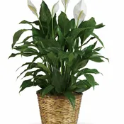 Spathiphyllum (Peace Lily) in a basket