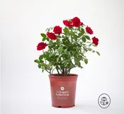 Legacy Rose