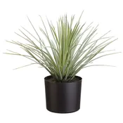 15″ Whipple Yucca in Vinyl Liner