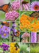 32 Plant Monarch Garden for Medium Soils