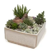 Escalante — Cactus & Tropicals
