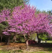 Eastern Redbud – Cercis Canadensis