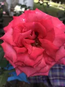 Ain't She Sweet (NA) — K and M Nursery