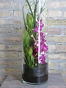 Dendrobium Orchids In Clear Cylinder