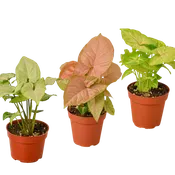 3 Different Syngonium Plants - Arrowhead Plants / 4" Pot / Live Plant