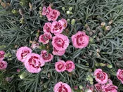 Dianthus, Scent First® Raspberry Surprise #1