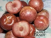3 in 1 Pluot Fruit Tree