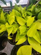 4″ Neon Pothos