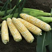 Anthem Xr Hybrid Corn Gourmet Sweet Brand