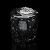 Ammonite and Belemnite Hand-Carved Fossil Container - Natural Decor