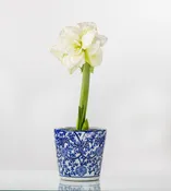 Blue Ivey Pot