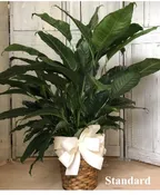 8" PEACE LILY