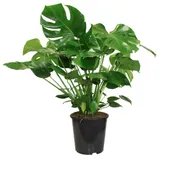10.5" (27cm) Monstera Deliciosa Philodendron - G2295