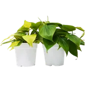 2 Philodendron Variety Pack In 4 Inch Pots